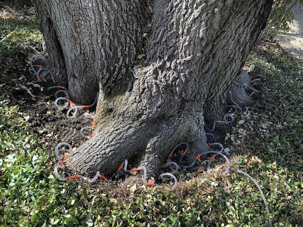 Detailed Shrub and Hedge Trimming job site in Lafitte
