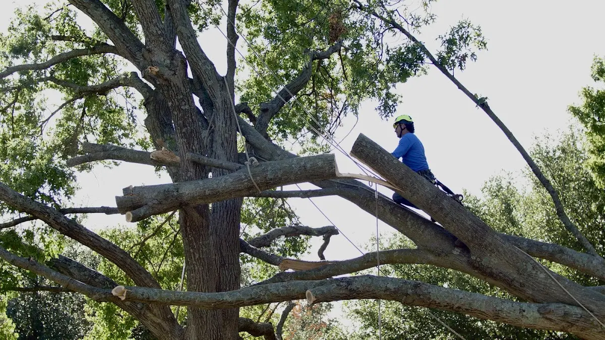 Professional Crown Thinning performed by certified arborists in Lafitte